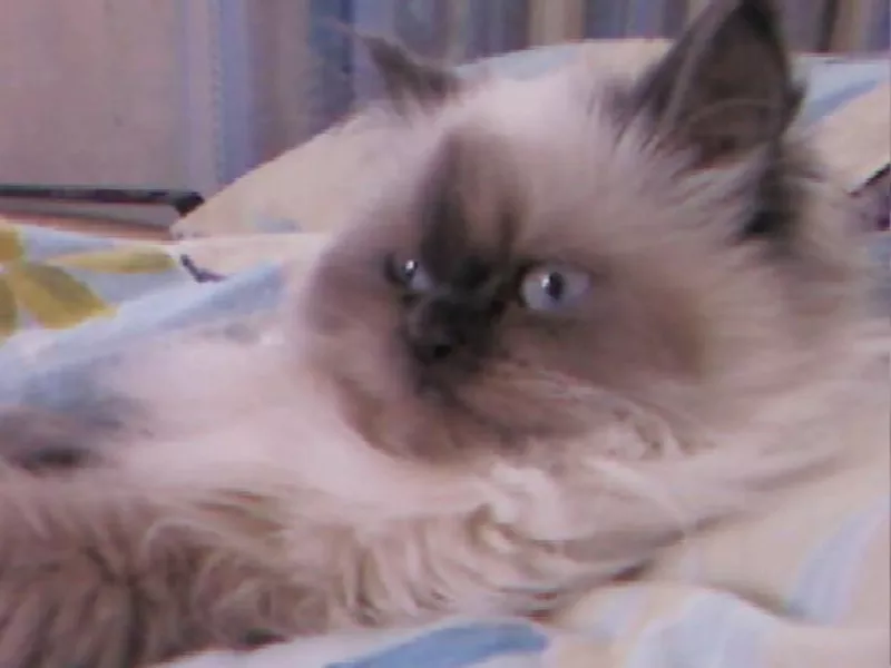 Продам кошку персидский колор- поинт